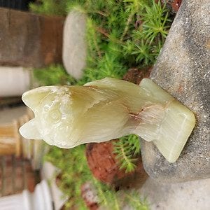 Mèo gọc pakistan mèo ngọc pakistan